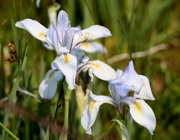 Wild Iris. Photo by Pinedale Online.