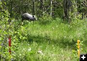 Boar target. Photo by Pinedale Online.