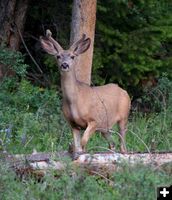 Buck in Velvet. Photo by Pinedale Online.