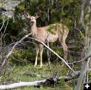 Deer in the trees. Photo by Pinedale Online.