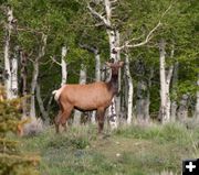 Elk at Scab Creek. Photo by Pinedale Online.