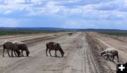 Sheep on road. Photo by Pinedale Online.