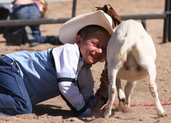 Goat tail tying. Photo by Clint Gilchrist, Pinedale Online.