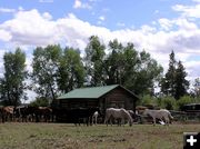 Ranch horses. Photo by Pinedale Online.