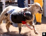 Sheep Riding. Photo by Pinedale Online.