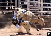 Calf Riding. Photo by Pinedale Online.