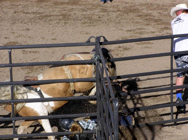 Jenny crashing into fence. Photo by Dawn Ballou, Pinedale Online.