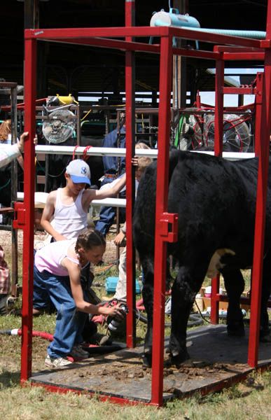 Spray Painting Steer. Photo by Pinedale Online.