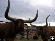 Huge Horns. Photo by Pinedale Online.