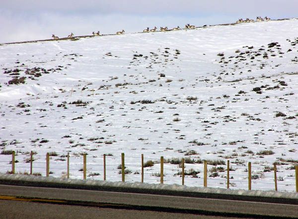 Migrating Antelope. Photo by Pinedale Online.