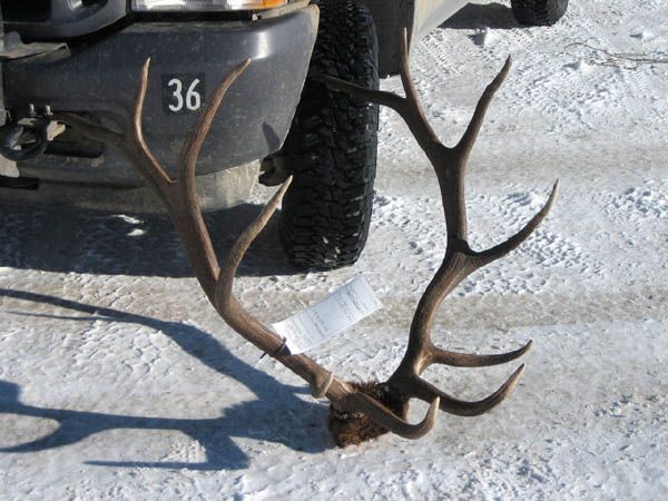 Poached bull elk. Photo by WY Game & Fish.