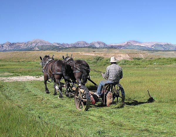 Haying with horses. Photo by Barbara Ellwood.