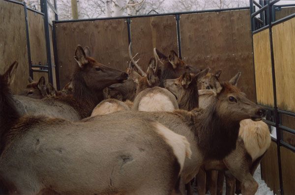 Elk capture pen. Photo by Cat Urbigkit.