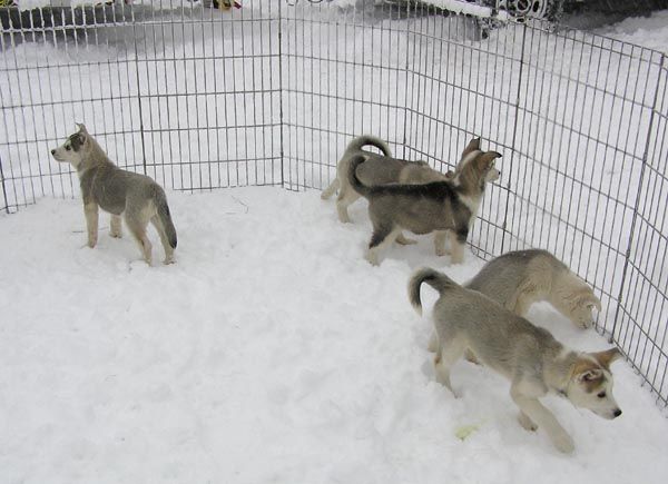 Future racers. Photo by Dawn Ballou, Pinedale Online.