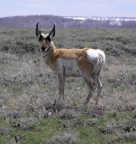 Pronghorn Antelope. Photo by Pinedale Online.