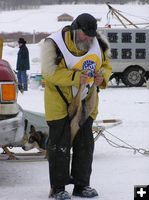 Pre-race dog stretch. Photo by Dawn Ballou, Pinedale Online.