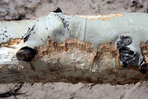 Beaver Chew Marks. Photo by Pinedale Online.