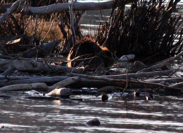 Morning Beaver. Photo by Pinedale Online.