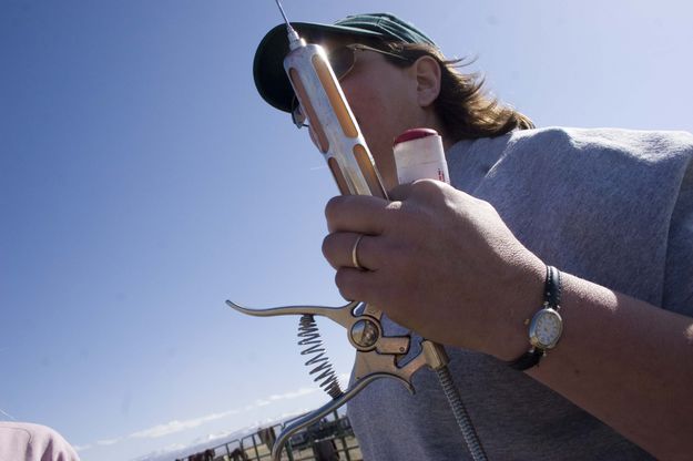 Ma Peterson mans the vaccinating gun. Photo by Tara Bolgiano.