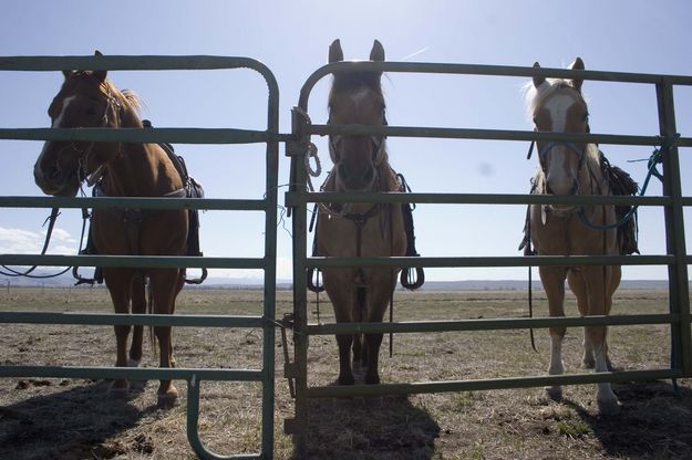 Bored horses wait to go gather the next herd. Photo by Tara Bolgiano.