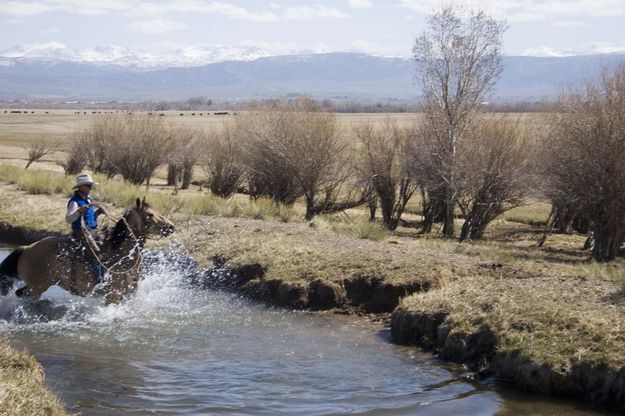 Over the slew ditch and through the willows to Sullivan's branding we go. Photo by Tara Bolgiano.