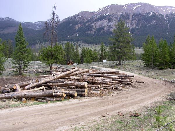 Log decks. Photo by Dawn Ballou, Pinedale Online.