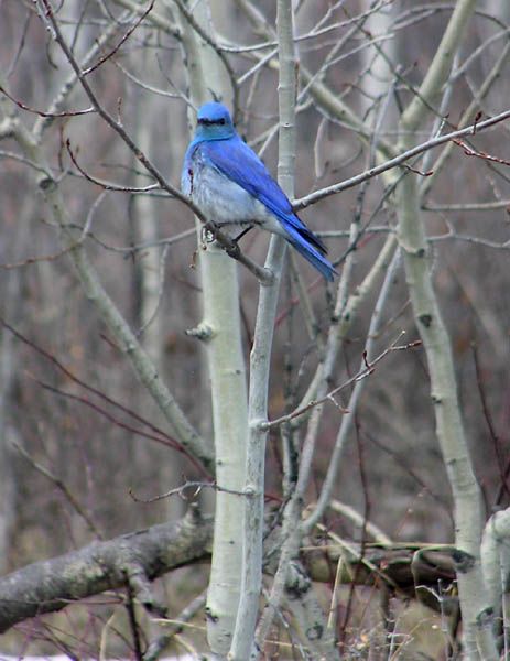 Blue Bird. Photo by Dawn Ballou, Pinedale Online.