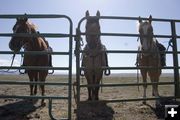 Bored horses wait to go gather the next herd. Photo by Tara Bolgiano.