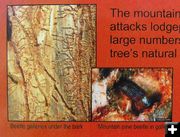 Mountain Pine Beetle. Photo by Dawn Ballou, Pinedale Online.