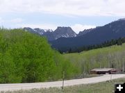 Aspen are leafing out. Photo by Pinedale Online.