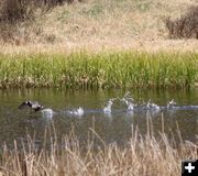 Waterfowl. Photo by Clint Gilchrist, Pinedale Online.