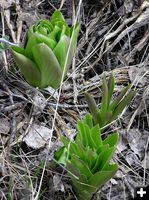 Baby Balsamroots. Photo by Dawn Ballou, Pinedale Online.