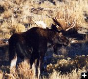 Trophy Bull Moose. Photo by Bald Mountain Outfitters.