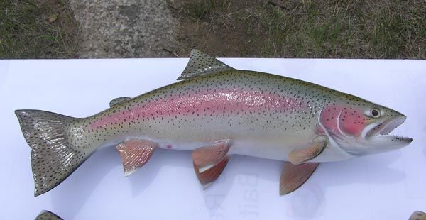 Fishing for rainbows. Photo by Dawn Ballou, Pinedale Online.