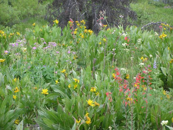 Wildflowers. Photo by Dawn Ballou, Pinedale Online.