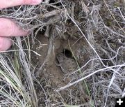 Horned Toad. Photo by Dawn Ballou, Pinedale Online.