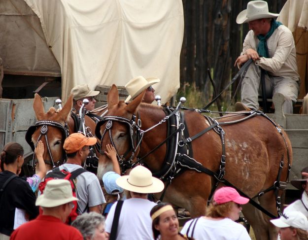 Up close. Photo by Clint Gilchrist, Pinedale Online.