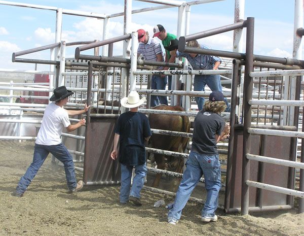 Helping in the chutes. Photo by Dawn Ballou, Pinedale Online.