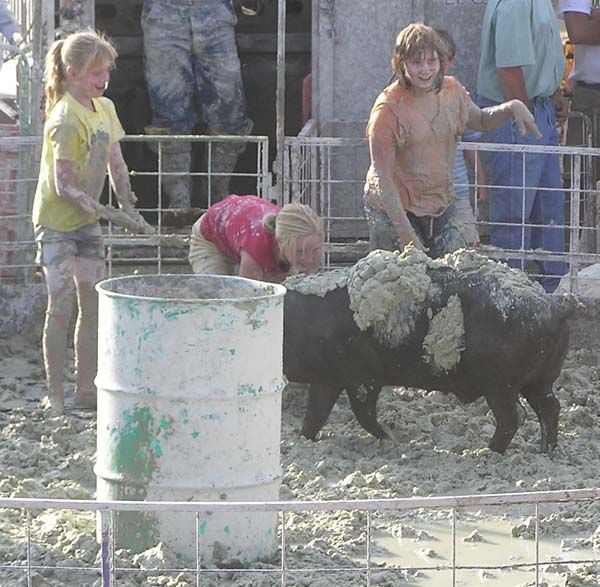 Mudding the pig. Photo by Dawn Ballou, Pinedale Online.