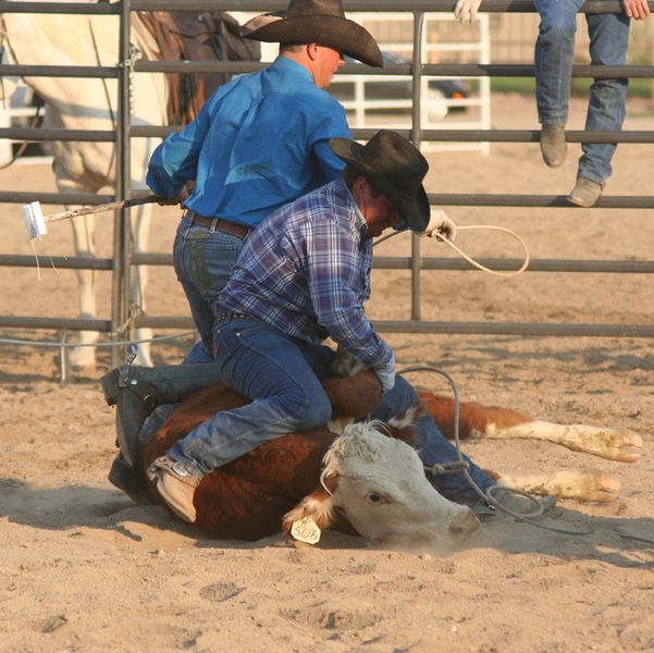 Securing Front Feet. Photo by Clint Gilchrist, Pinedale Online.