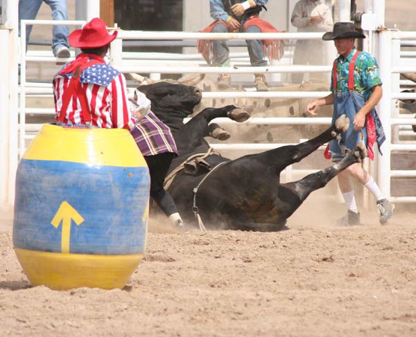 Bull fell on Smith. Photo by Clint Gilchrist, Pinedale Online.