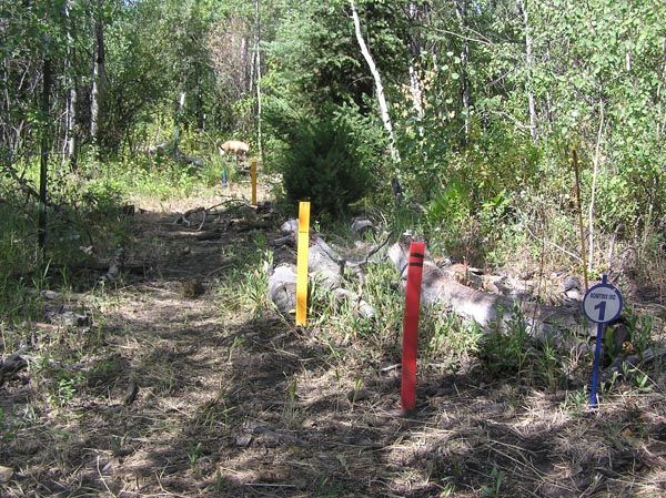 Forest target. Photo by Dawn Ballou, Pinedale Online.