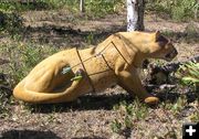 Lion target. Photo by Dawn Ballou, Pinedale Online.