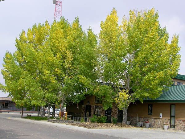 Fall Colors. Photo by Pinedale Online.