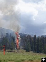 Torching tree. Photo by U.S. Forest Service.