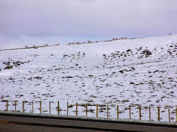 Antelope on ridgetop. Photo by Dawn Ballou, Pinedale Online.