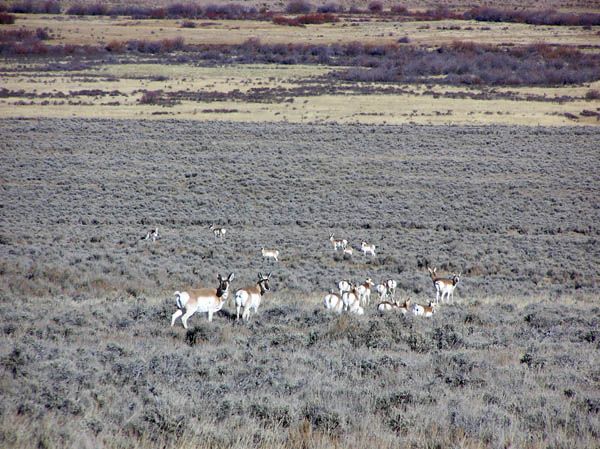 Winter Range. Photo by Dawn Ballou, Pinedale Online.