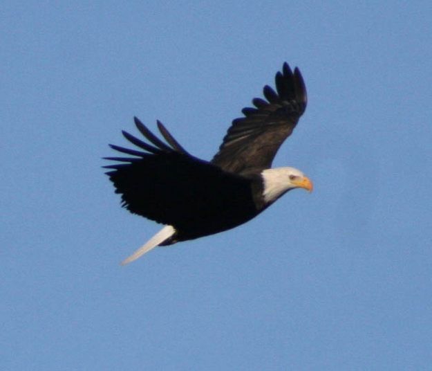 Bald Eagle. Photo by Pam McCulloch.