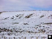 Antelope on ridgetop. Photo by Dawn Ballou, Pinedale Online.