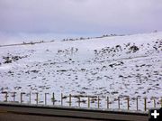 Antelope on ridgetop. Photo by Dawn Ballou, Pinedale Online.